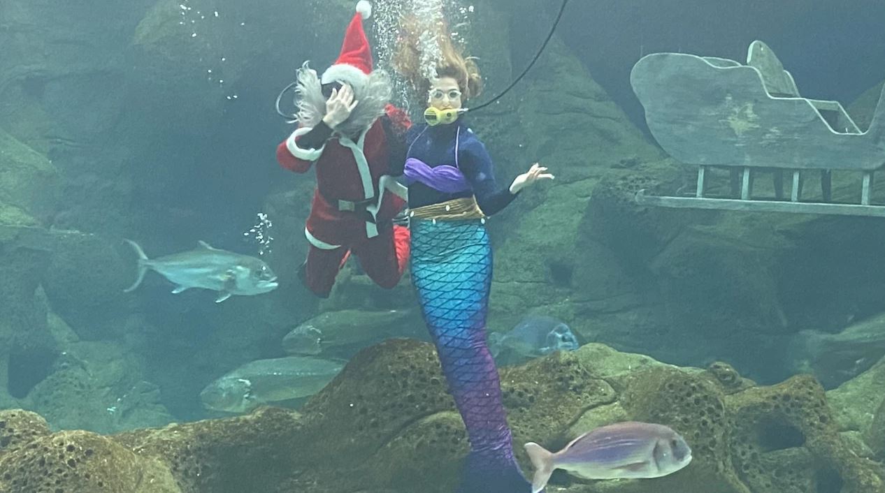 Κρήτη: Μια γοργόνα και ένας Άγιος Βασίλης κάνουν βουτιά στο Ενυδρείο – ΦΩΤΟ και ΒΙΝΤΕΟ