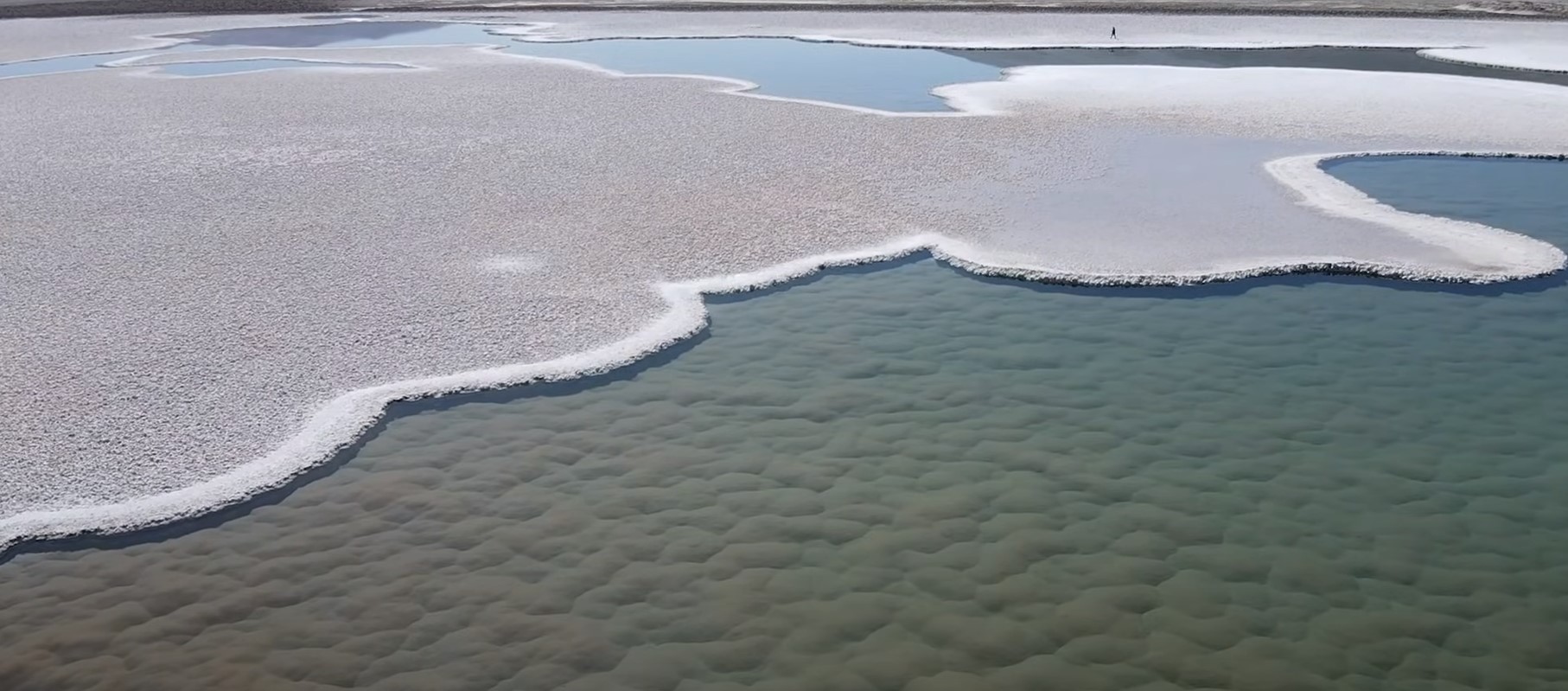 λιμονοθάλασσες Αργεντινή