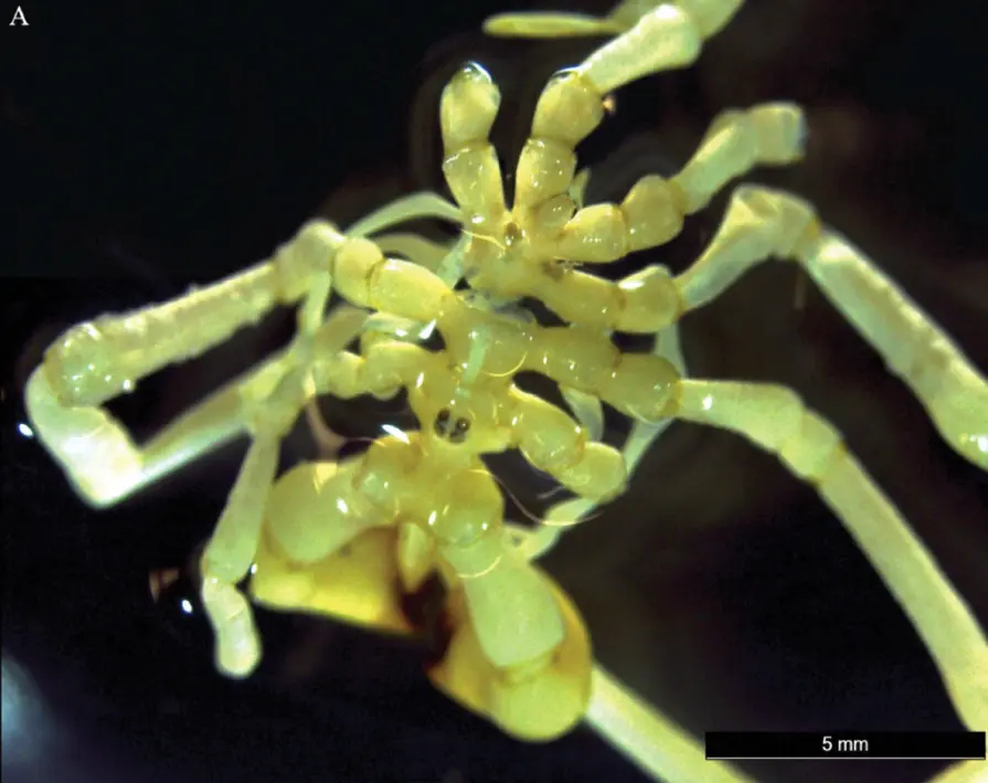 Ανακαλύφθηκε νέο είδος θαλάσσιας αράχνης: Είναι τρομακτική – Έχει 4 μάτια, μακριά πόδια και νύχια