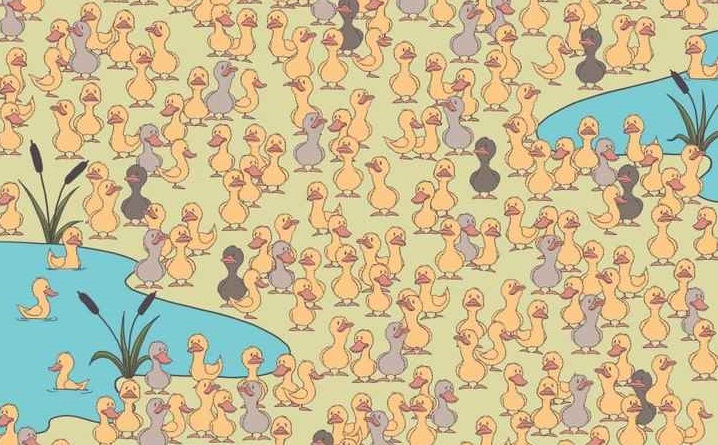 Οπτική ψευδαίσθηση κοτοπουλάκι