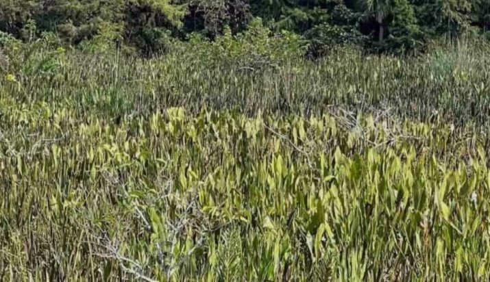 Οπτική ψευδαίσθηση