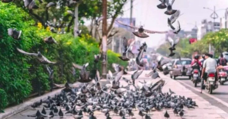 Οπτική ψευδαίσθηση