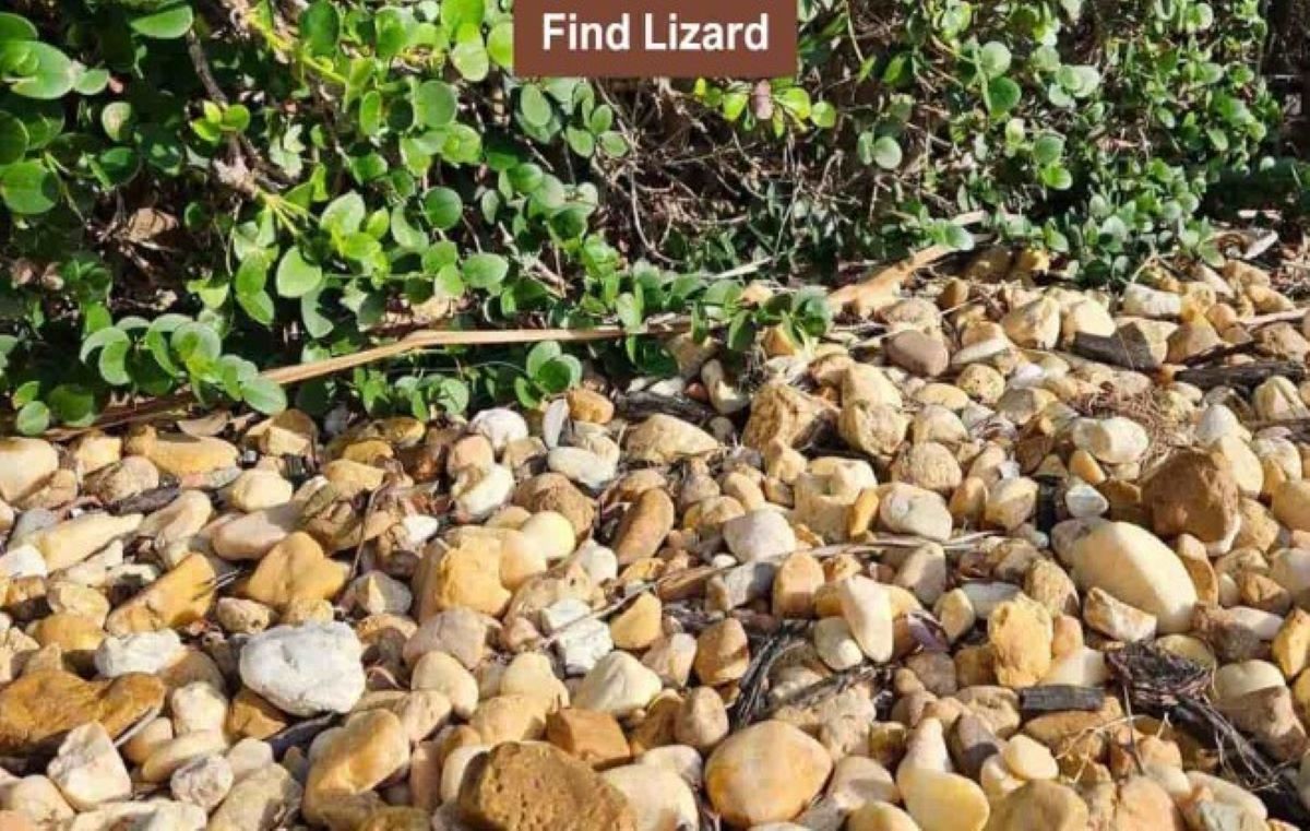 Οπτική ψευδαίσθηση