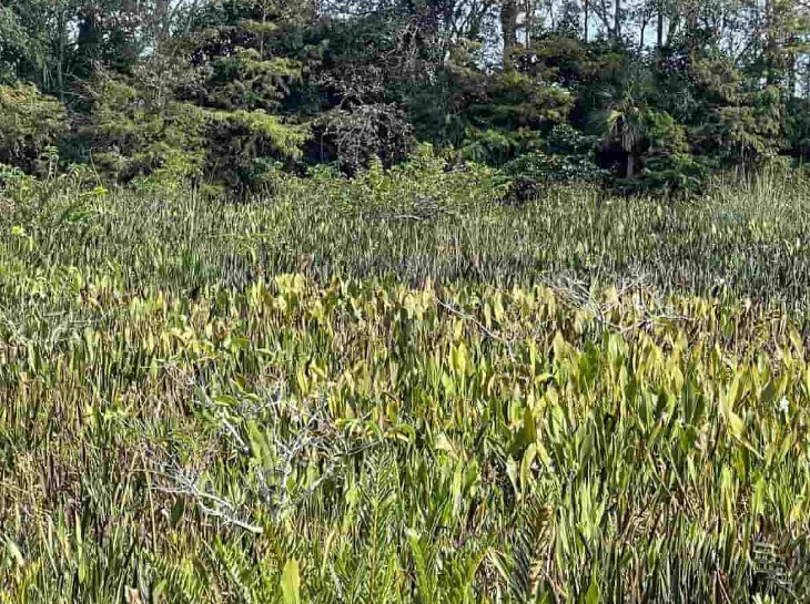 Οπτική ψευδαίσθηση