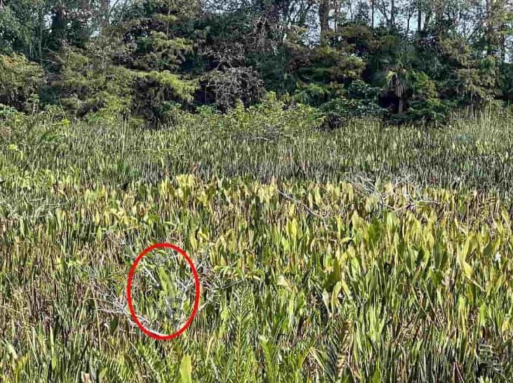 Οπτική ψευδαίσθηση