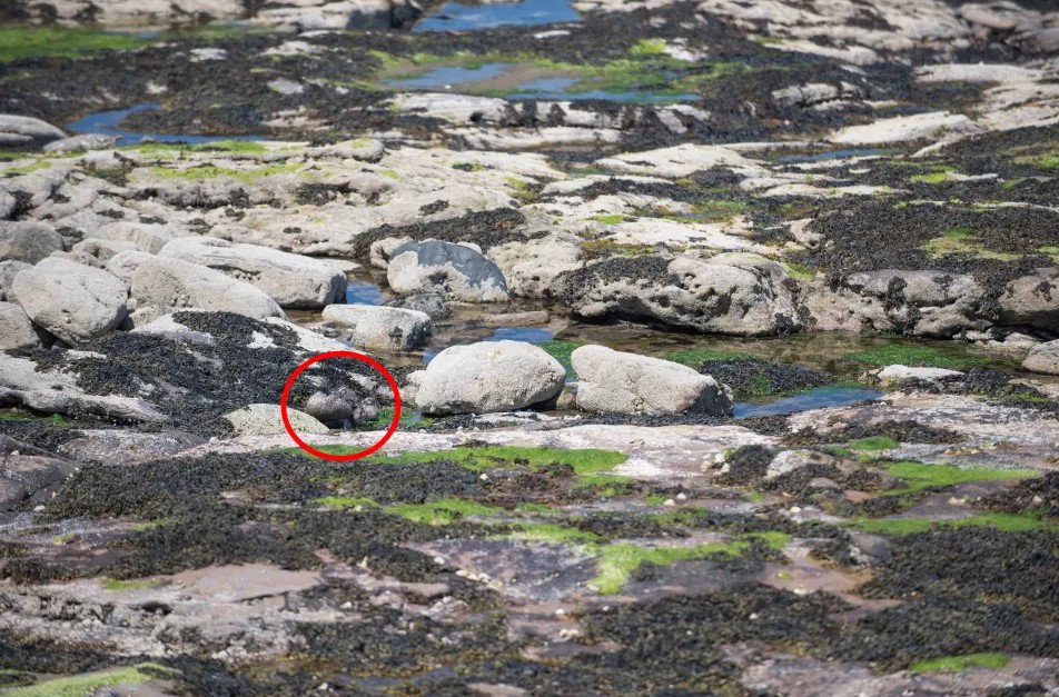 Οπτική ψευδαίσθηση