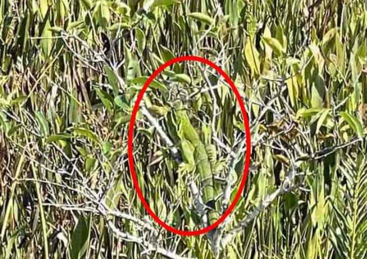 Οπτική ψευδαίσθηση