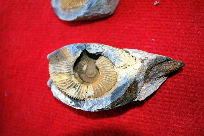 Τα θαλάσσια απολιθώματα που έχουν βρεθεί στα Ιμαλάια 