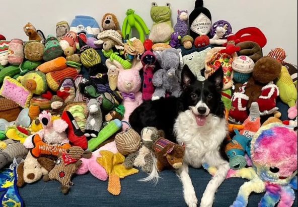 σκύλος της έρευνας Elte University