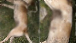 Πυροβόλησαν και σκότωσαν σκύλο στον Βόλο