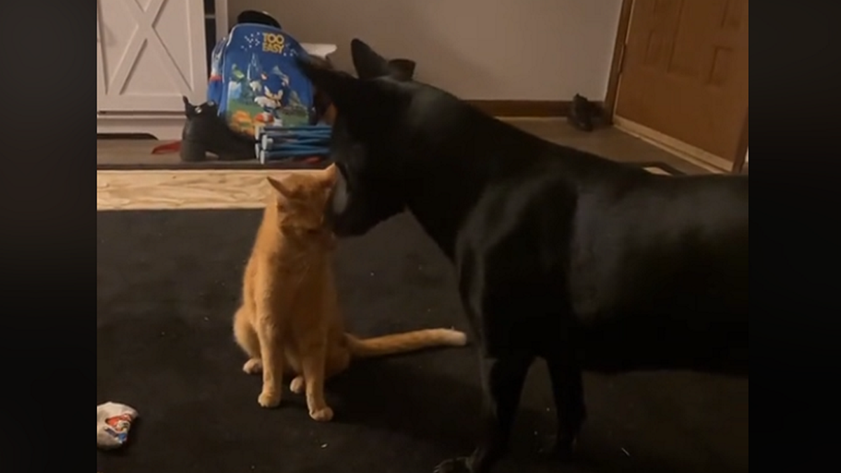 Εντυπωσιακό βίντεο: Γάτα ισοπέδωσε σκύλο με λαβή που θα ζήλευε και ο καλύτερος παλαιστής