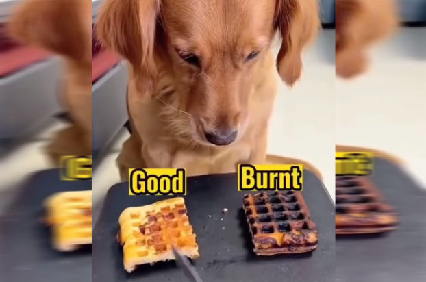 Σκύλος Βάφλα