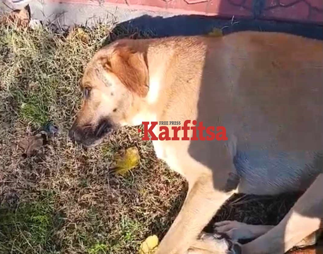 σκύλος Θεσσαλονίκη μαχαίρι