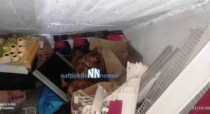 Τσακάλι στην Ναύπακτο