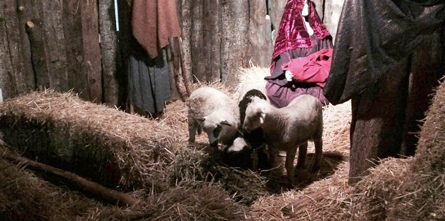 Βόλος: Εισαγγελική έρευνα για τις δύο φάτνες με ζωντανά ζώα