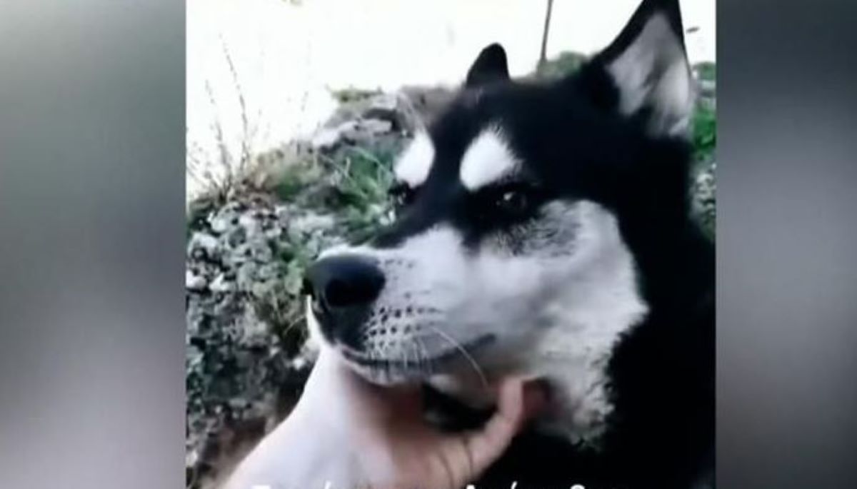 Αράχωβα: «Άνθρωπος έκανε τη δουλειά» λέει η δικηγόρος των φιλοζωικών οργανώσεων – Νέα στοιχεία για τον θάνατο του Όλιβερ