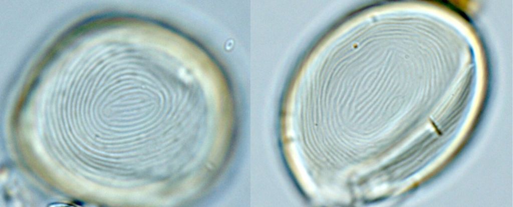 Βρέθηκαν παράξενα απολιθώματα που δεν είναι ούτε φυτά, ούτε ζώα – Τα στοιχεία για τους μυστηριώδεις οργανισμούς