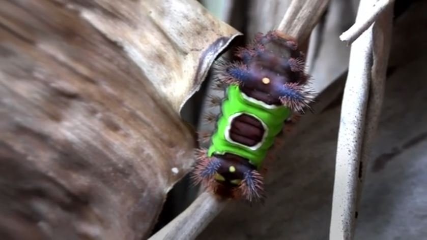 Βρέθηκαν σκουλήκια άγνωστα στους επιστήμονες που κινούνται σαν φίδι