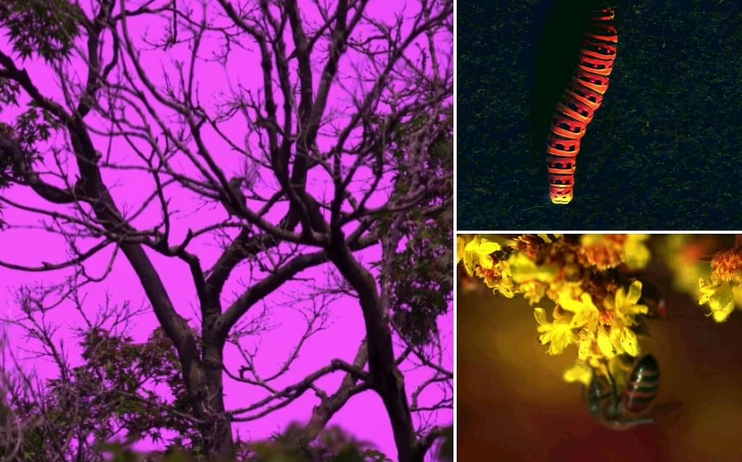 The camera shows the colors that animals see – is the sky blue?