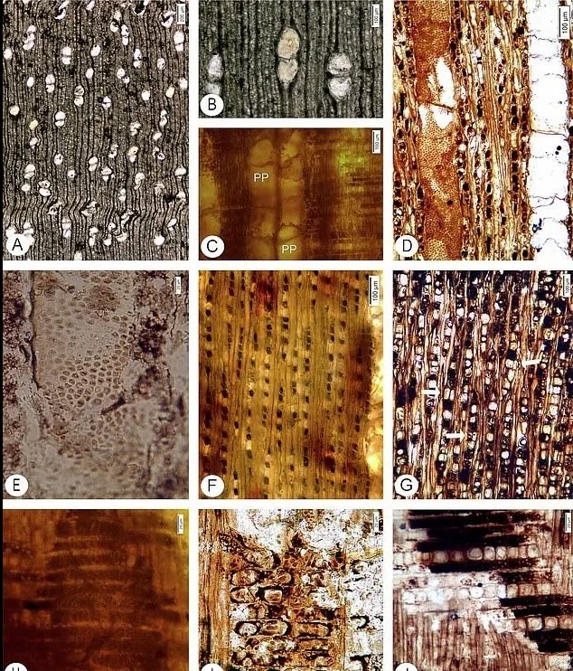 Οι επιστήμονες μελέτησαν κομμάτια των απολιθωμένων δέντρων.