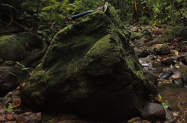 Το μαγκρόβιο δάσος, είχε δέντρα που υψώνονταν έως και 40 μέτρα πάνω από το έδαφος, σύμφωνα με τους συγγραφείς της μελέτης. 