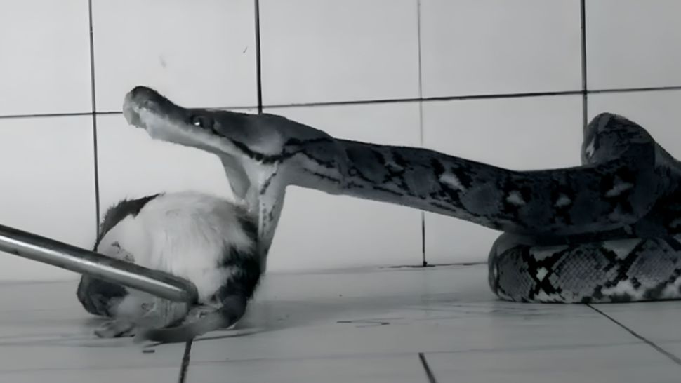 Πλάνα σε αργή κίνηση από αστραπιαίες επιθέσεις φιδιών αποκαλύπτουν το πώς σκοτώνουν το θήραμά τους