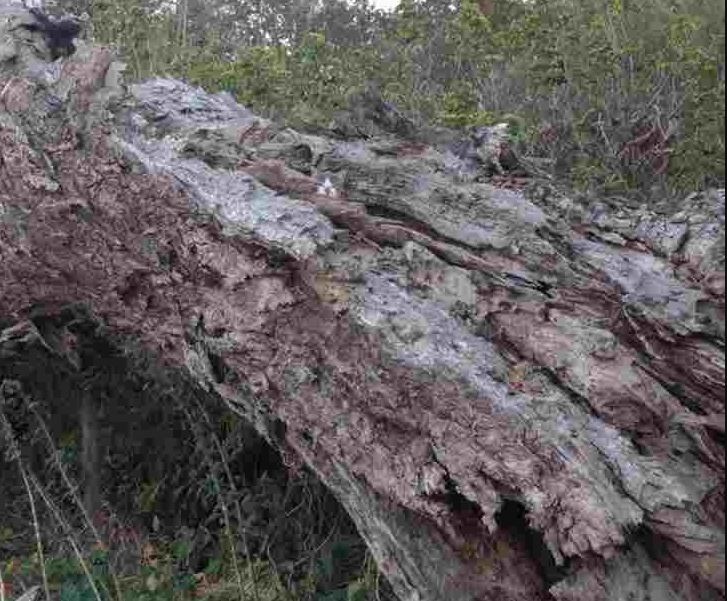 Οπτική ψευδαίσθηση: Έχετε όραση με ακτίνες Χ εάν μπορείτε να βρείτε την γάτα μέσα σε 9 δευτερόλεπτα
