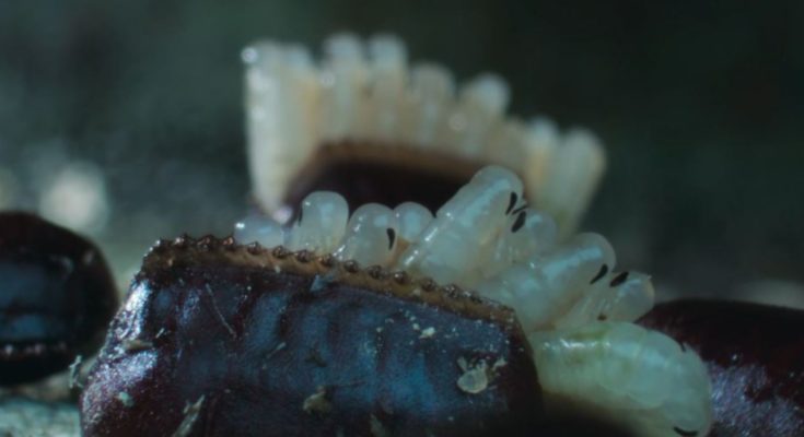 μωρά κατσαρίδα