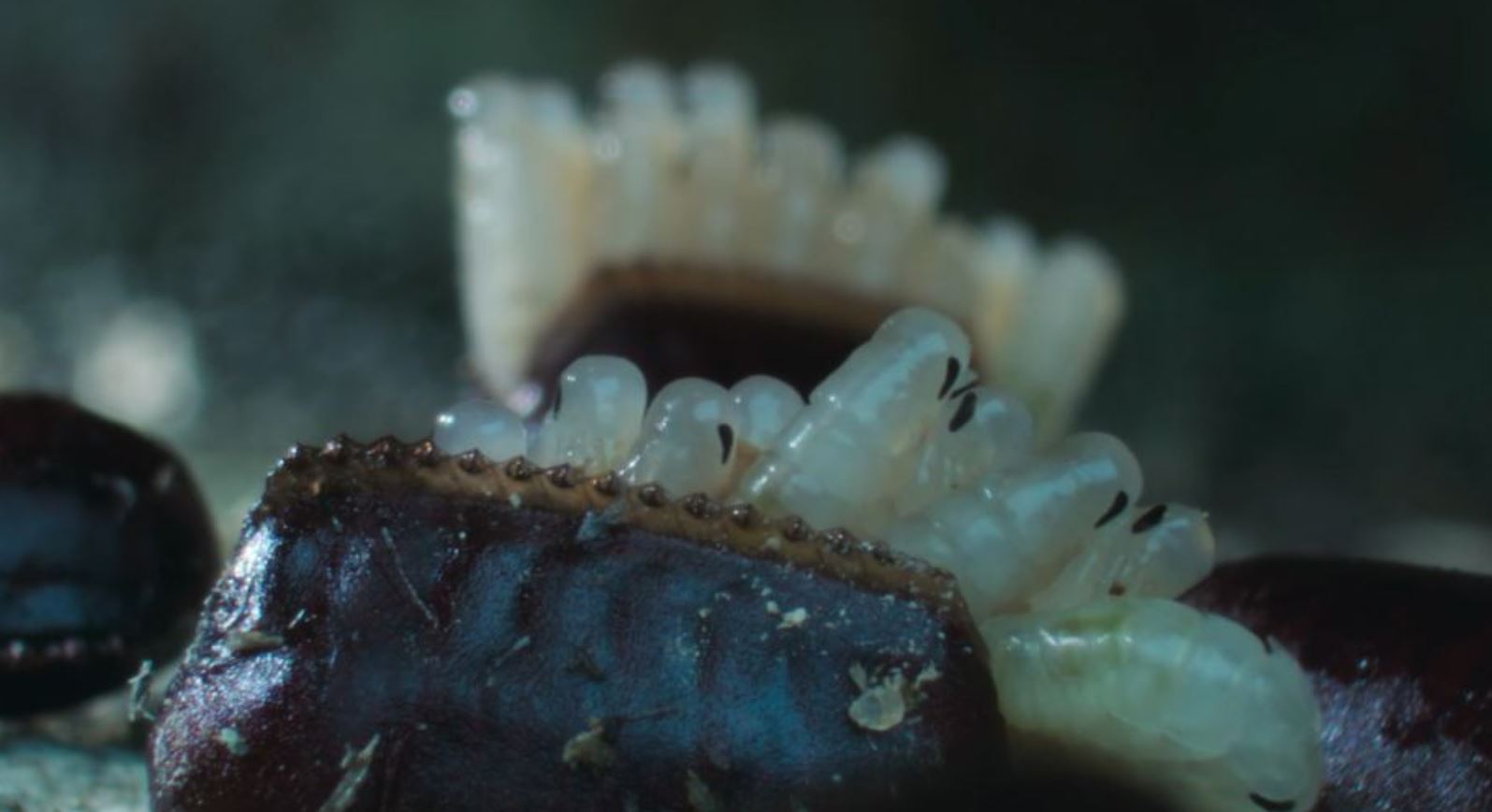 μωρά κατσαρίδα