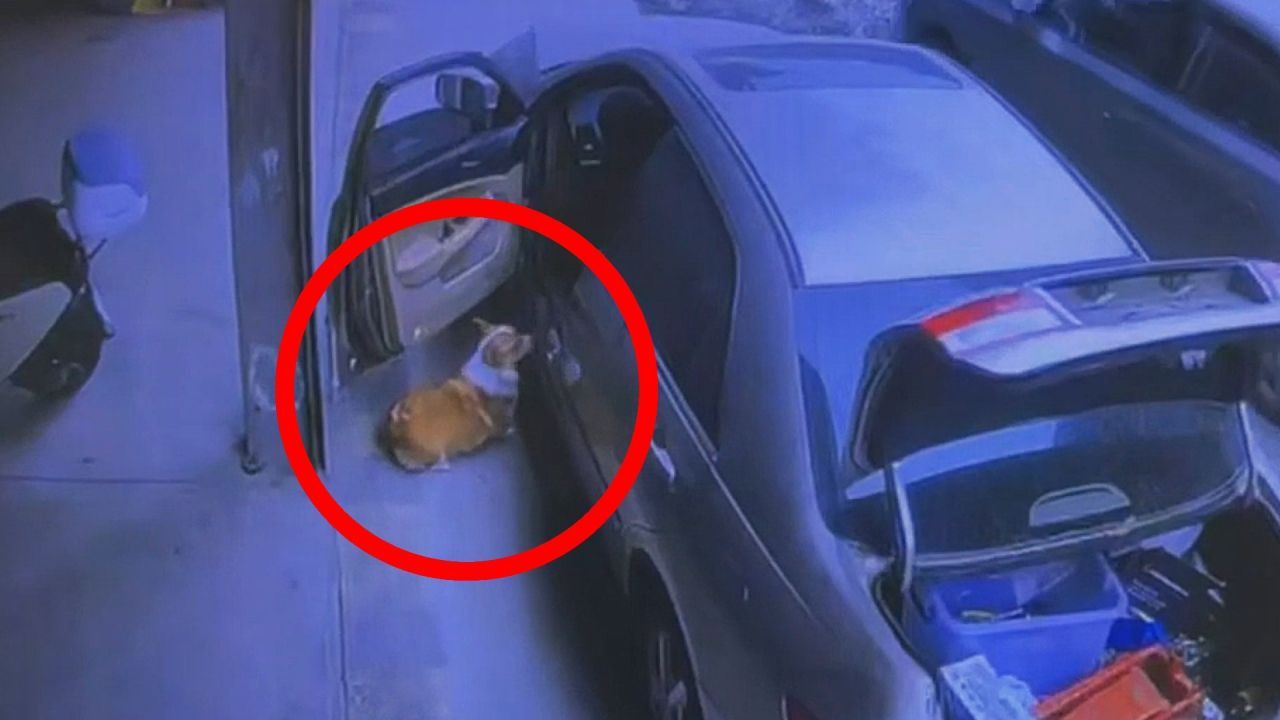 Ξεκαρδιστικό βίντεο: Πανέξυπνο σκυλάκι πήρε για βόλτα το… αυτοκίνητο του ιδιοκτήτη του