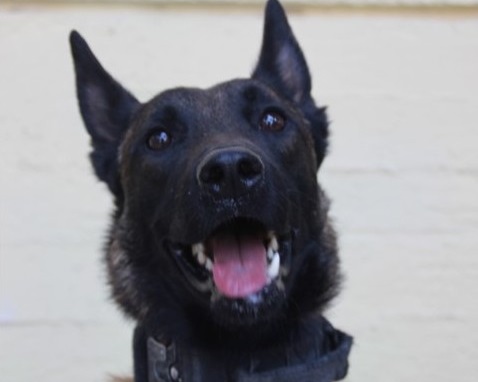 Μεσολόγγι: «Καμία συσκευή δεν μπορεί να αντικαταστήσει τη μύτη ενός σκύλου» – Τι λέει ο εκπαιδευτής του «Echo» που εντόπισε το πτώμα του Μπάμπη