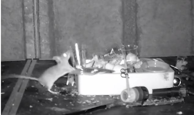 Βίντεο: Το πιο… καθαρό ποντίκι – Τακτοποιούσε κρυφά την αποθήκη συνταξιούχου