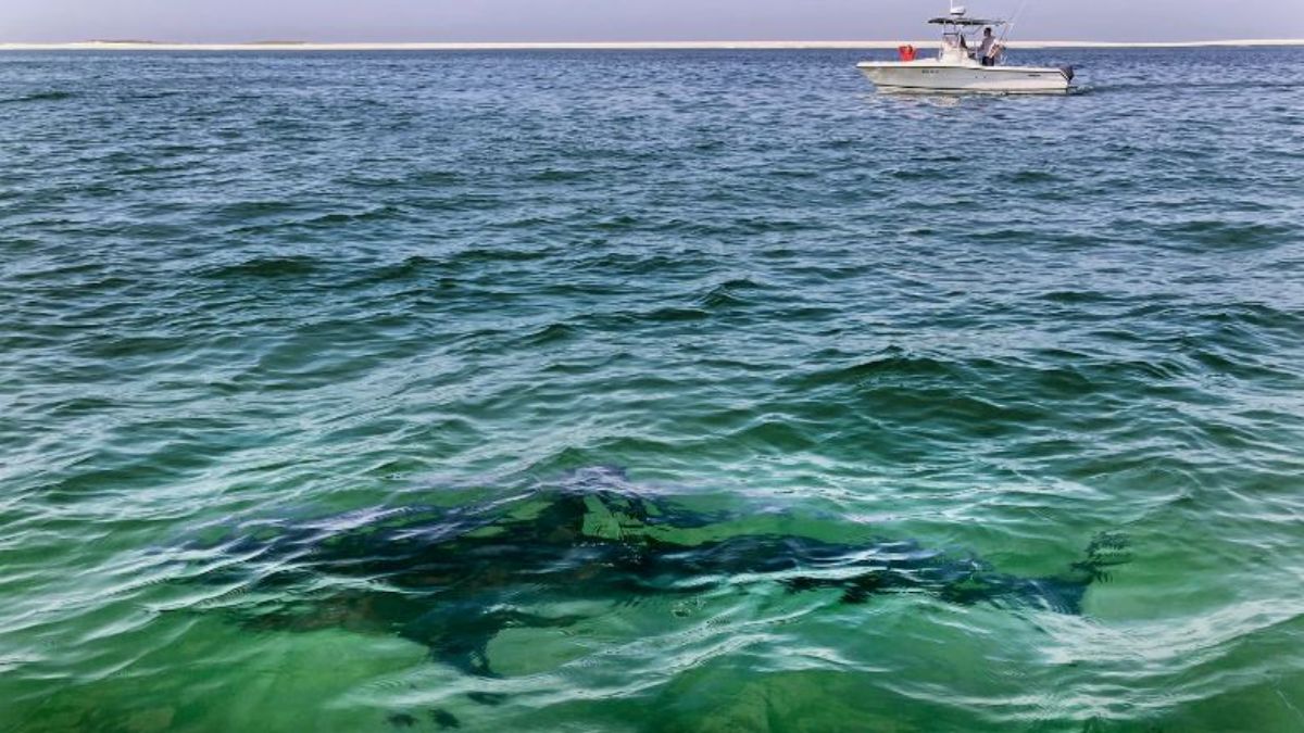 ΗΠΑ: Νεκρός σέρφερ από επίθεση καρχαρία στη Χαβάη