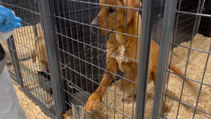 Νότια Κορέα σκυλιά