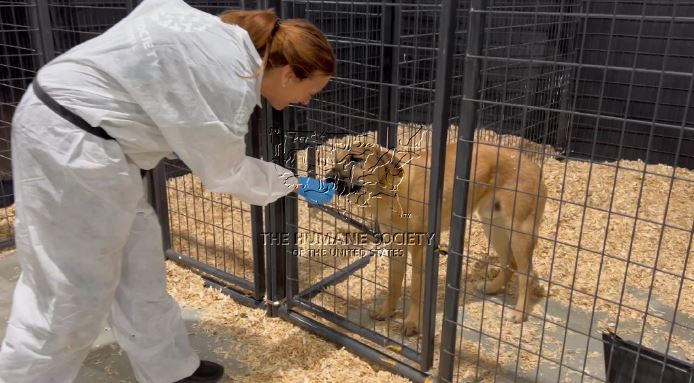 Νότια Κορέα σκυλιά