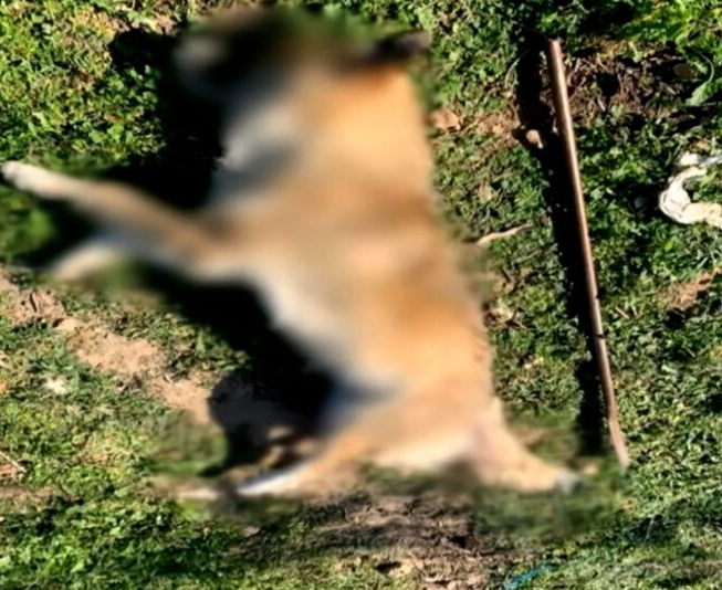Μέγαρα: Νέες πληροφορίες για τη φρικτή δολοφονία σκύλου – Τον βασάνισαν με μεταλλική ράβδο