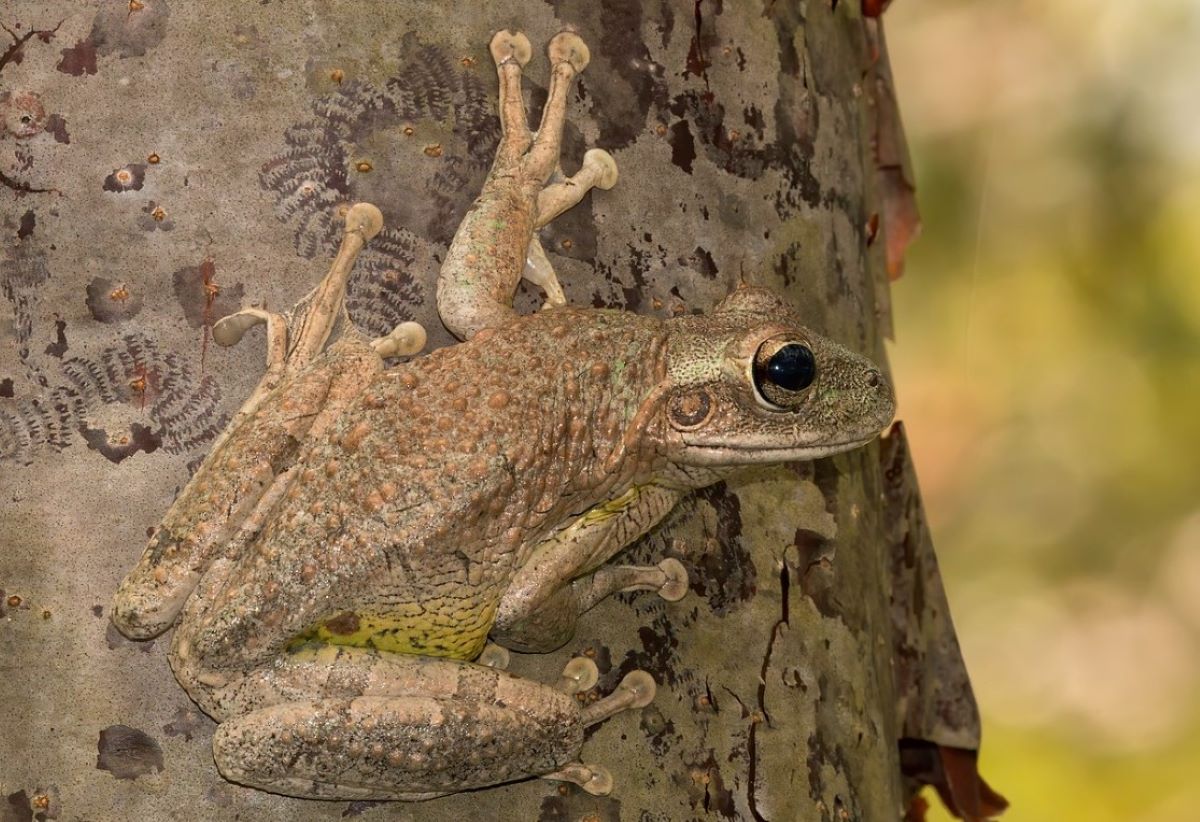 Frogs – cannibals cause anxiety