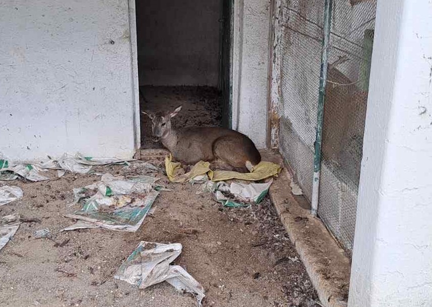 ζαρκάδι Γρεβενά