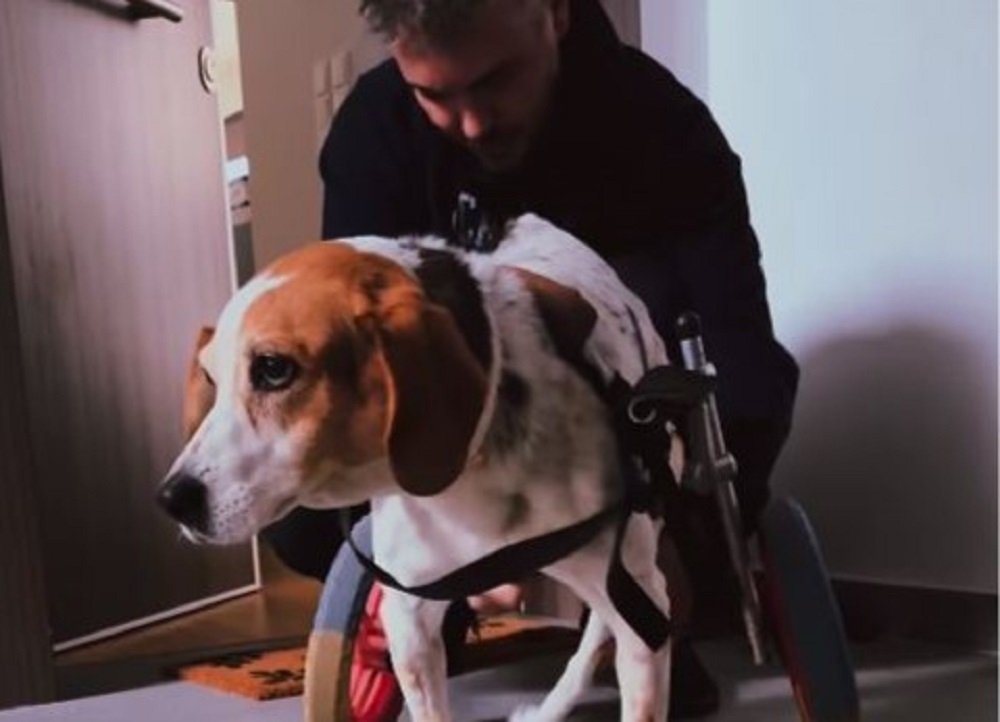 Μιχάλης Χατζηγιάννης: Το συγκινητικό βίντεο με την σκυλίτσα του που δεν μπορεί να περπατήσει
