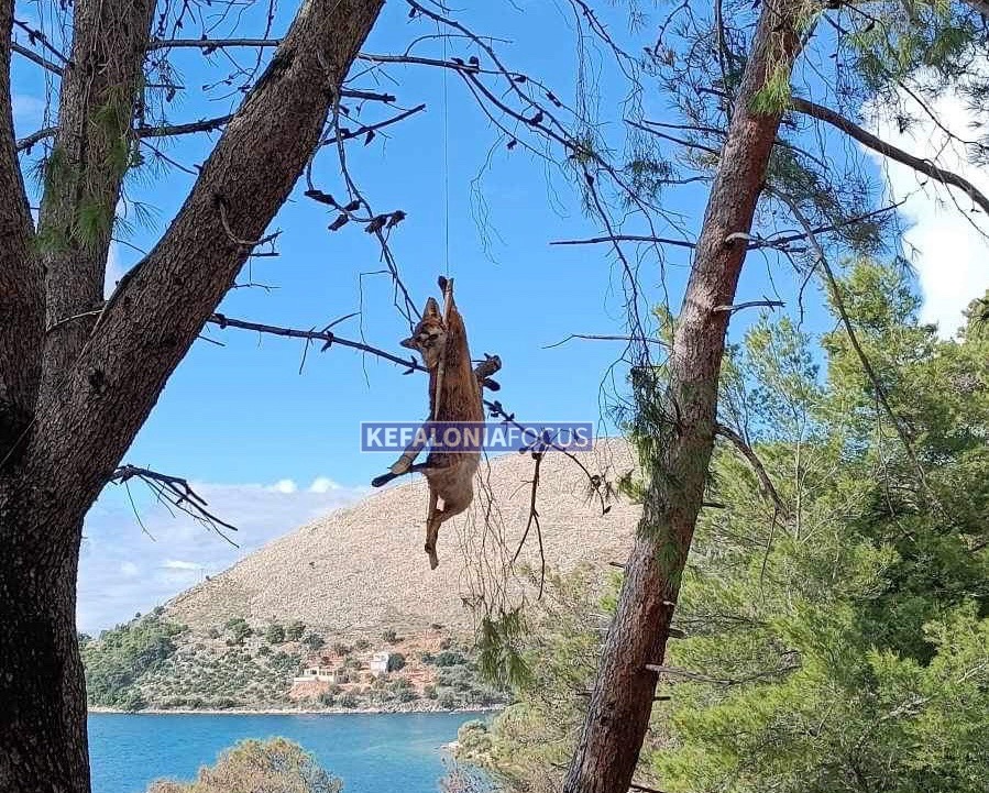 Κτηνωδία στην Κεφαλονιά: Σκότωσαν και κρέμασαν αλεπού σε δέντρο – Προσοχή σκληρές εικόνες