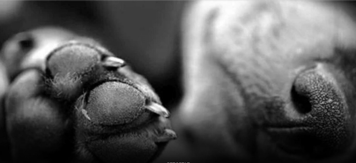 adespota foles Lamia