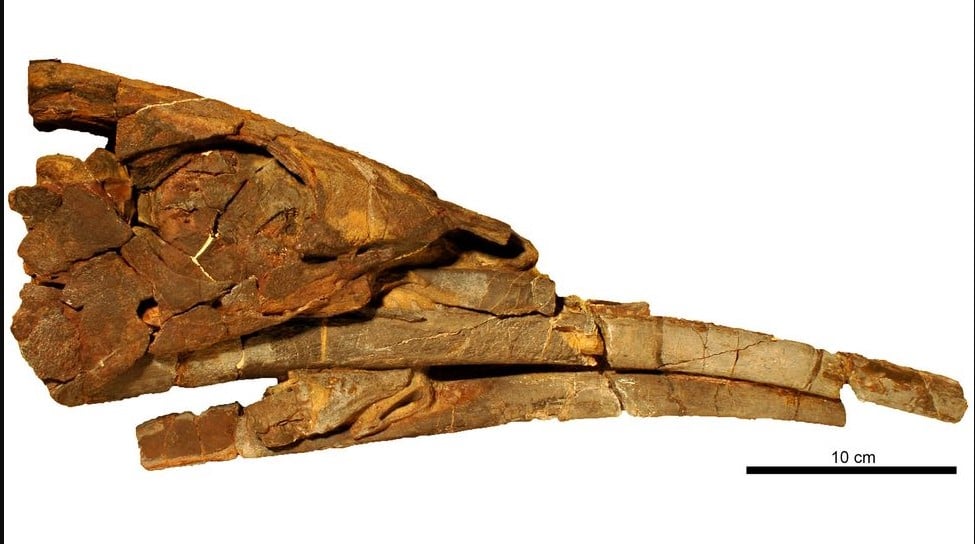 Το απολιθωμένο κρανίο ενός Alienacanthus. Η κάτω γνάθος είναι σπασμένη σε αυτό το δείγμα.