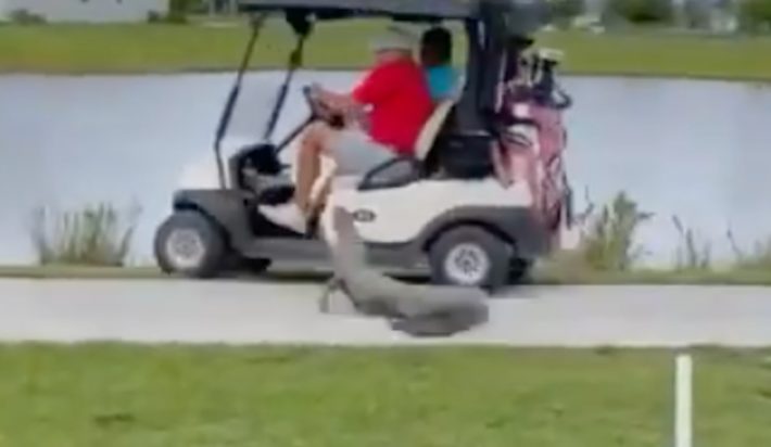 Αλιγάτορας