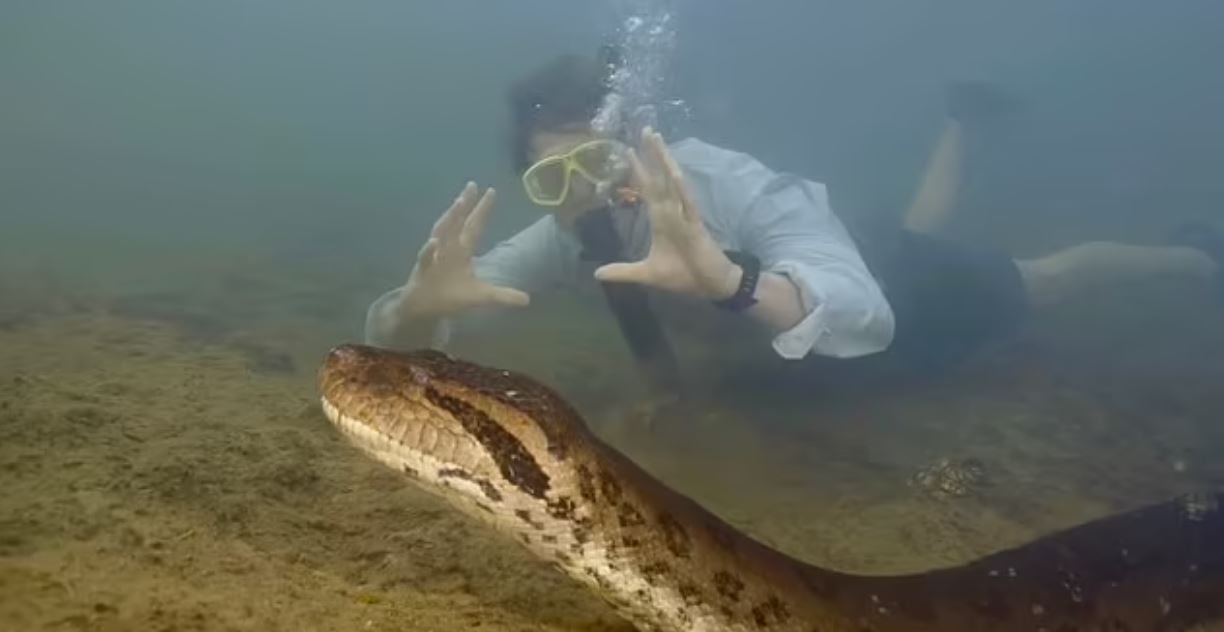 Ο Ολλανδός καθηγητής Βιολογίας Φρικ Βονκ κολύμπησε δίπλα στο τεράστιο φίδι.