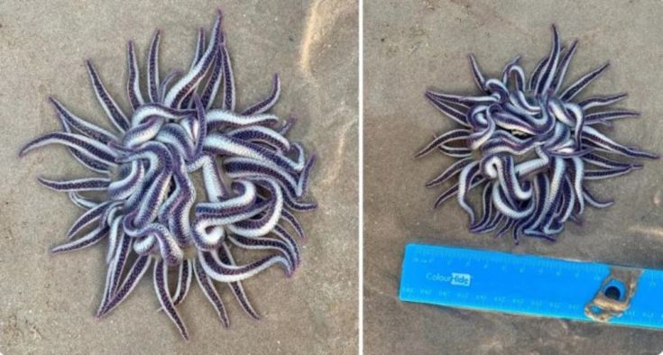 Οι Αυστραλοί θαύμασαν το "ανατριχιαστικό" εύρημα στην παραλία Broome.