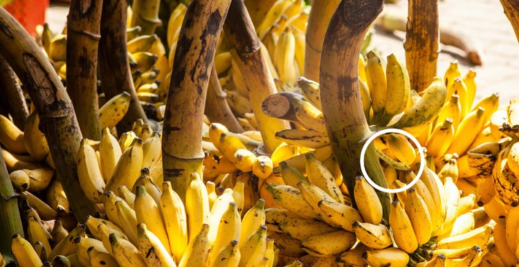 Οπτική ψευδαίσθηση