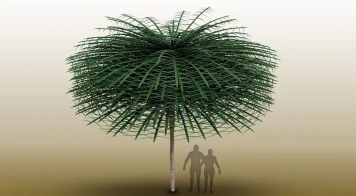 Ένα μοντέλο που δημιουργήθηκε με την βοήθεια υπολογιστή δείχνει πώς ήταν πιθανότατα ένα δέντρο Sanfordiacaulis, το οποίο άνθιζε πριν 350 εκατομμύρια έτη.