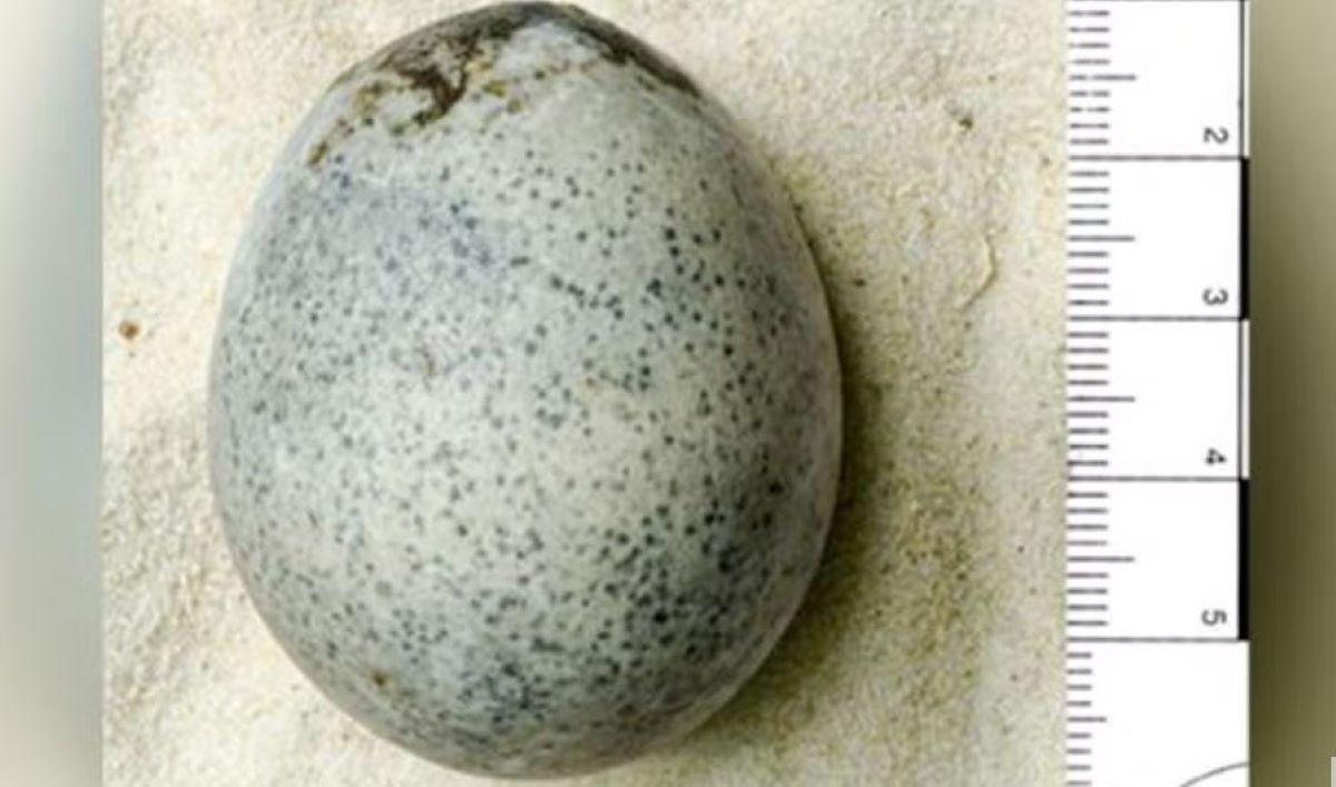 Ένα ρωμαϊκό αυγό που ανακαλύφθηκε στο Aylesbury πιστεύεται ότι είναι το μοναδικό του είδους του.