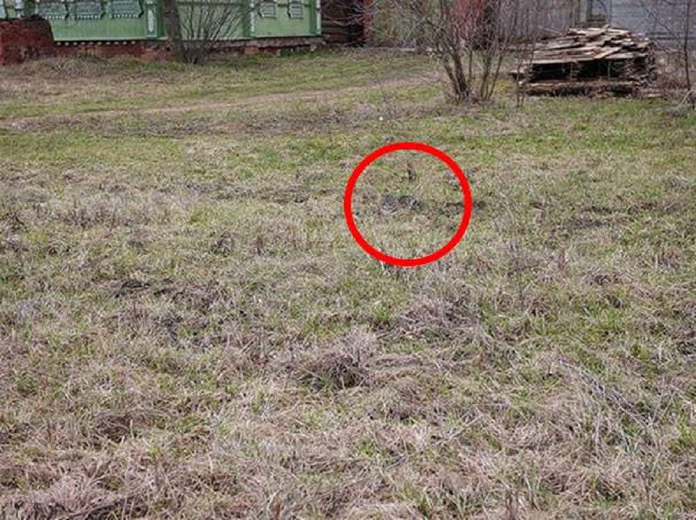 γάτα οπτική ψευδαίσθηση