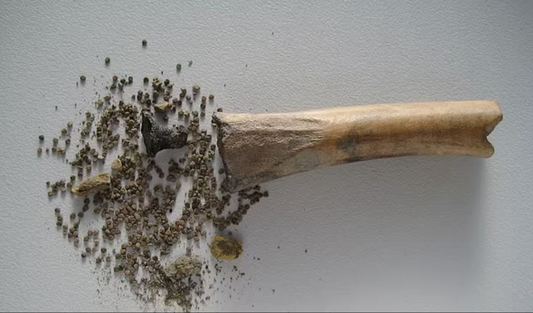 Εκατοντάδες σπόροι μαύρου στρύχνου βρέθηκαν σφραγισμένοι σε κοίλο κόκκαλο, ηλικίας 2000 ετών